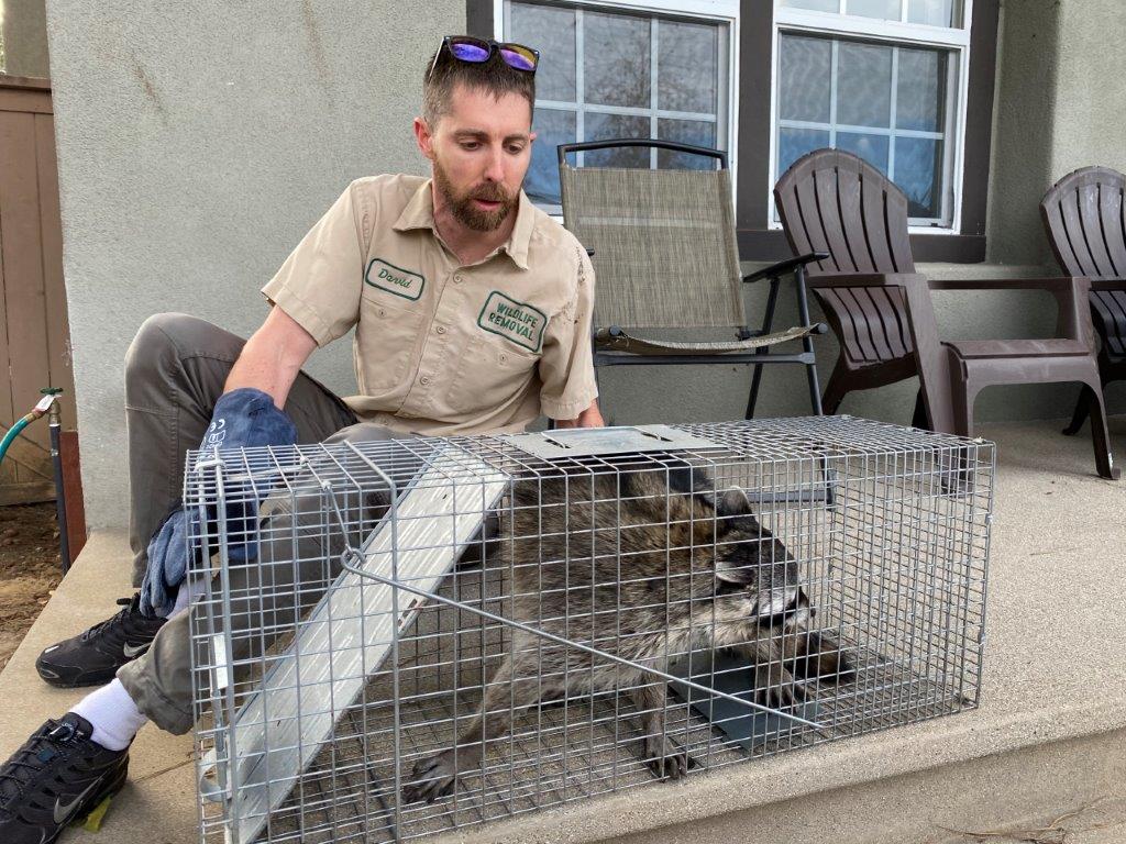 Charlotte raccoon trapping